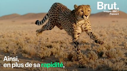 Le documentaire "Félins" dépeint la vie des animaux autour du globe. Parmi eux, le guépard, un prédateur implacable.