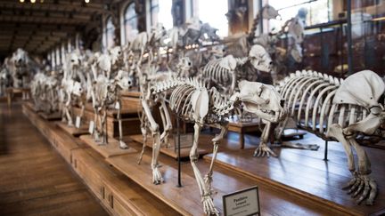 La galerie de paléontologie du Jardin des plantes, en 2017
 (Martin BUREAU / AFP)