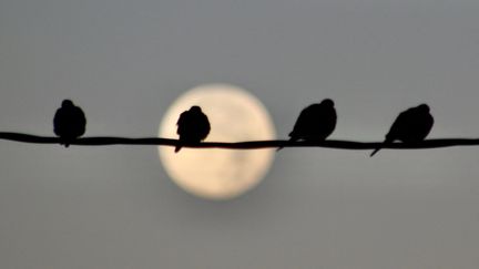 Des pigeons profitent du spectacle depuis un câble électrique, à Secaucus, dans le New Jersey (côte est des Etats-Unis), le 16 novembre 2024. (ISLAM DOGRU / ANADOLU / AFP)