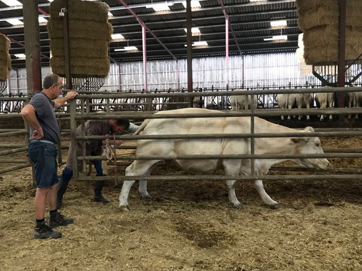 Laurent Poncelet, vétérinaire d'animal de rente. (CAMILLE MARIGAUX)