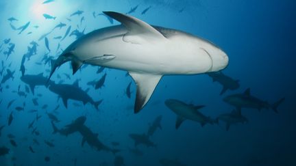 Le d&eacute;put&eacute;-maire de Saint-Leu souhaitait autoriser la chasse au requin, une semaine apr&egrave;s une attaque mortelle &agrave; La R&eacute;union. Il a finalement retir&eacute; son arr&ecirc;t&eacute;, le 31 juillet 2012.&nbsp; (FLICKR / GETTY IMAGES)