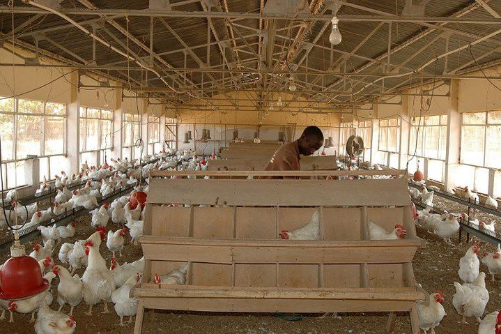 Elevage de poules à Mbao (ouest du Sénégal)  (AFP - PHILIPPE LISSAC / GODONG / PHOTONONSTOP)