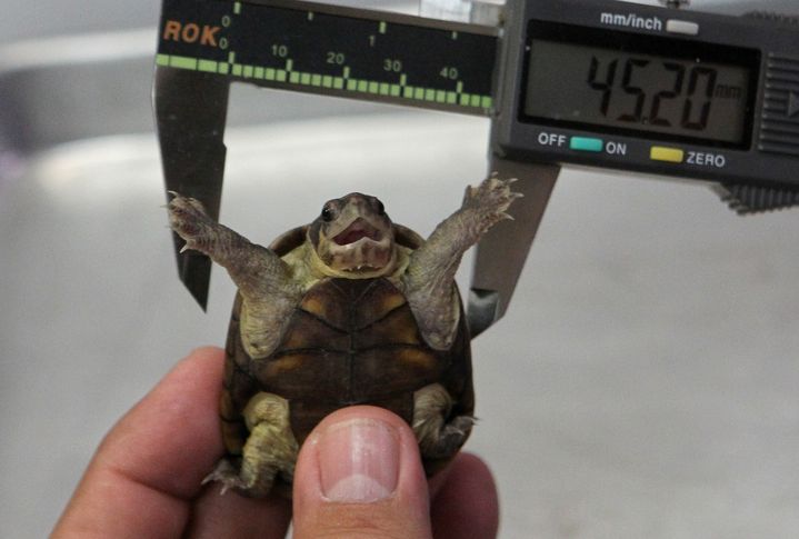 Une tortue kinosternon vogti mesurée par un technicien dans un laboratoire de l'universit de Guadalajara (Mexique),&nbsp;le 9 juin 2018. (ULISES RUIZ / AFP)