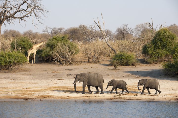 Eléphants et girafe au Botswana le 3 janvier 2014 (AFP - SERGIO PITAMITZ / BIOSPHOTO)