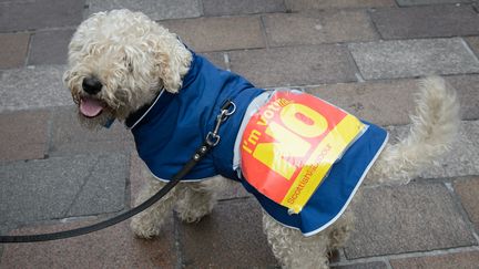 Un chien porte un manteau recouvert d'un poster anti-ind&eacute;pendance, le 16 septembre 2014 &agrave; Glasgow, en Ecosse (Royaume-Uni), &agrave; deux jours du r&eacute;f&eacute;rendum. (LEON NEAL / AFP)