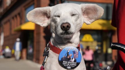 Devant le centre où se déroule la convention républicaine, le 17 juillet 2024, un chien arbore à son collier une photo de Donald Trump prise quelques secondes après avoir réchappé à une tentative d'assassinat. "Trump en téflon, rien n'arrête le mouvement 'Make America Great Again'", lit-on sur ce badge, qui loue la résistance d'un candidat républicain perçu par ses fans comme résistant à l'épreuve des balles. (NICK OXFORD / AFP)