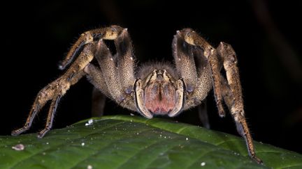 Une araign&eacute;e banane en position d&eacute;fensive au&nbsp;parc national Yasuni en Equateur. (PETE OXFORD / MINDEN PICTURES / AFP)