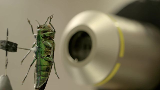 Microscultptures portraits d'insectes