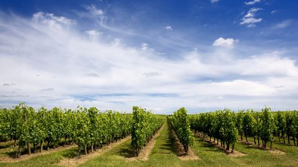 Des vignes &agrave; Saint-Emilion (Gironde).&nbsp; (BERNARD JAUBERT / THE IMAGE BANK / GETTY IMAGES )