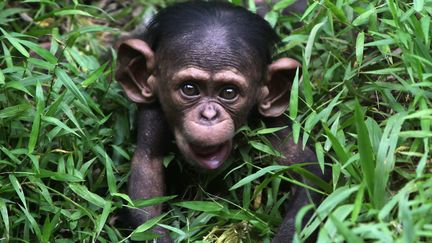 Un b&eacute;b&eacute; chimpanz&eacute; &acirc;g&eacute; de quatre mois au zoo de Kuala Lumpur (Malaisie), le 10 f&eacute;vrier 2013. (MOHD RASFAN / AFP)