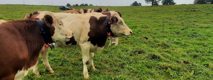 Des vaches portant des colliers anti-loup. (ALAIN GASTAL / FRANCE INFO / RADIOFRANCE)