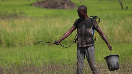 La Bénoué, surnommée le "grenier alimentaire de la nation" produit des cultures comme l'igname, le riz, les haricots et le maïs, et fournit 70% du soja du Nigeria, selon la Commission nigériane de promotion des investissements.&nbsp; &nbsp; &nbsp; (KOLA SULAIMON / AFP)