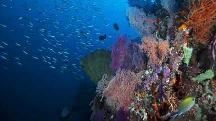 Des poissons et des coraux dans l'océan Pacifique. (CDASCHER / E+)