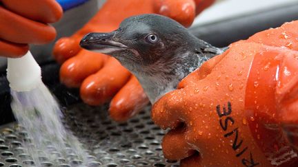 Amoco Cadiz : le drame des oiseaux mazoutés