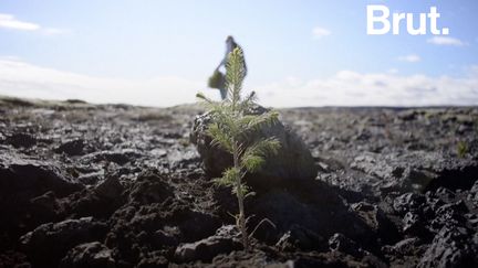 Les Vikings ont rasé les forêts islandaises. Aujourd'hui, le pays multiplie les programmes destinés à reboiser son territoire. Voilà comment.