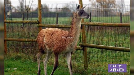 Ineka le lama a disparu le 1er décembre. (CAPTURE ECRAN FACEBOOK PET ALERTE MAYENNE 53)