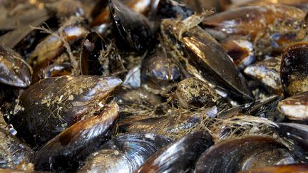 C'est le byssus des moules qui leur permet de se fixer à un rocher. (NADIESHDA / MOMENT OPEN)