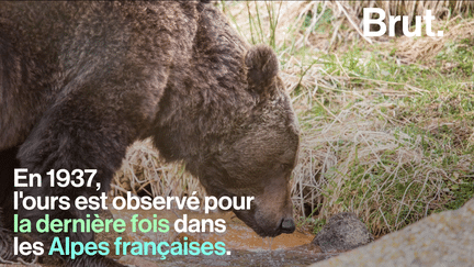 VIDEO. Chassés depuis des siècles, des ours viennent d’être réintroduits dans les Pyrénées (BRUT)