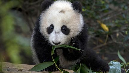 Premi&egrave;re sortie pour Xiao Liwu, un b&eacute;b&eacute; panda n&eacute; il y a 5 mois au zoo de San Diego (Californie), le 9 janvier 2013. (KEN BOHN / SAN DIEGO ZOO / AFP)