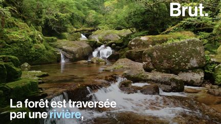 Cette petite île du Japon abrite une forêt primaire peuplée d'arbres millénaires. Voilà les paysages fantastiques de Yakushima.