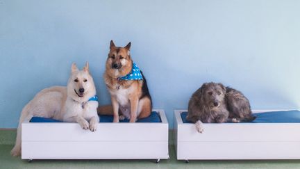 Dans une des chambres de "@Frits", un hôtel pour chiens, au Cap, Afrique du Sud, le 14 décembre 2021. (ALESSANDRO IOVINO / AFP)