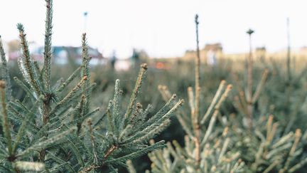 Des sapins de Noël à l'approche des fêtes, photo d'illustration. (CONSTANT FORME-BECHERAT / HANS LUCAS / AFP)