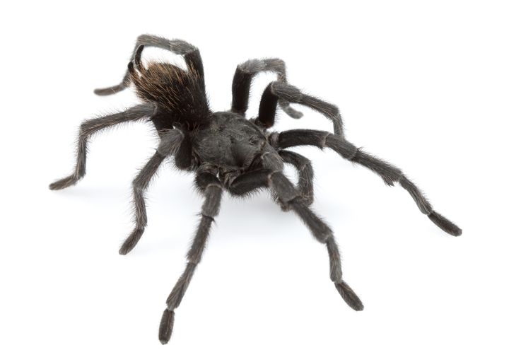 Cette photo présente l'"Aphonopelma johnnycashi", découverte dans le sud des Etats-Unis, avec l'autorisation du professeur Chris Hamilton. (CHRIS HAMILTON / CHRIS HAMILTON)