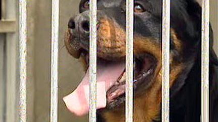 Rottweiller dans une cage (Archive) (DR)