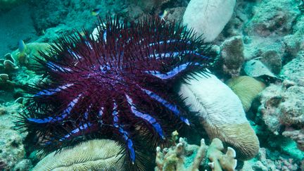 Une &eacute;toile de mer acanthaster au large de la Tha&iuml;lande. (GERARD SOURY / OXFORD SCIENTIFIC RM / GETTY IMAGES)