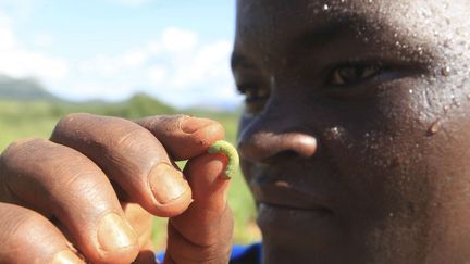 Dans son champ de la banlieue d'Harare, cette femme a trouvé en février 2017 des chenilles légionnaires d'automne. Le Zimbabwe a organisé en début d'année une réunion d'urgence pour tenter de limiter sa propagation à tout le continent. (AP Photo/Tsvangirayi Mukwazhi)