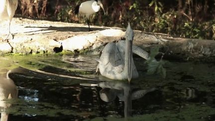 Le parc animalier du&nbsp;Reynou, près de Limoges&nbsp;(Haute-Vienne), est un petit paradis pour de jeunes animaux tout juste&nbsp;nés mais&nbsp;aussi pour de grands fauves plus âgés.&nbsp;Dans le feuilleton de la semaine, la rédaction&nbsp;du&nbsp;13 Heures est partie à la découverte de ce havre de paix. (FRANCE 2)