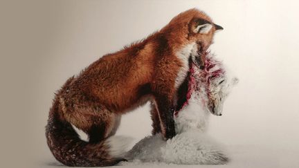 "A tale of two foxes", photo de Don Gutoski prise dans le parc national Wapusk, Manitoba, Canada
 (Don Gutoski / Grand title winner Wildlife Photographer of the Year 2015 / Photographer of the Year is developed and produced by the Natural History Museum, London)