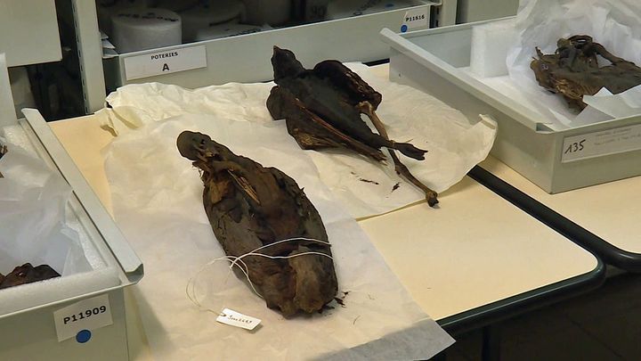 Collection du musée des Confluences de Lyon (France 3 Aura)