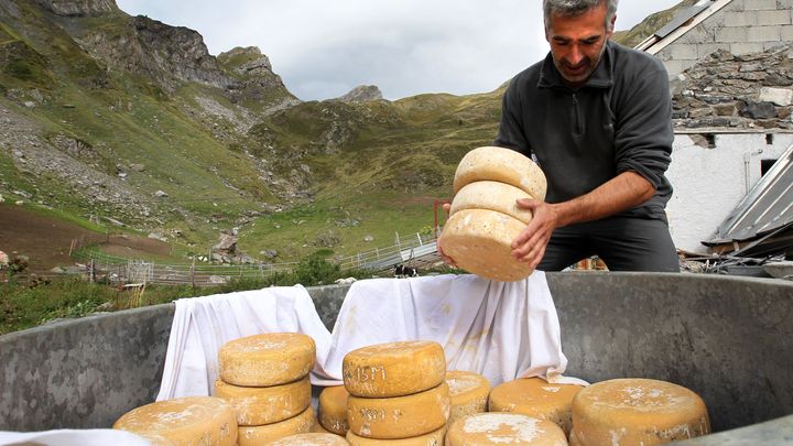 En estive, les bergers montrent aux randonneurs comment on fabrique le fromage de brebis dont l'Ossau-Iraty. (ATORRENT / PYP)