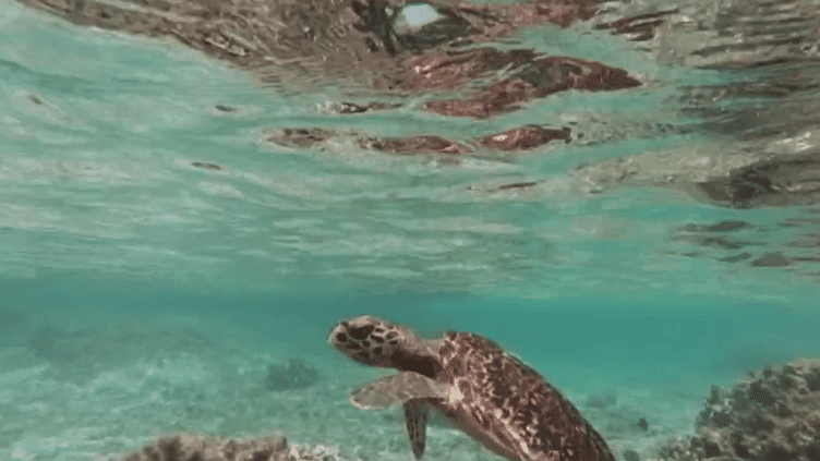 Environnement : trop de plastique pour les tortues de La Réunion