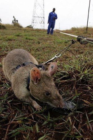 Sur un périmètre délimité par les maîtres-rats, les rongeurs traquent le moindre explosif. (AFP PHOTO/YASUYOSHI CHIBA)