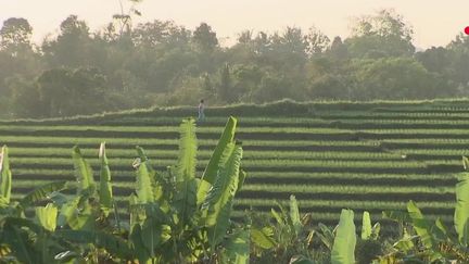 Série d'Asie : les&nbsp;innombrables&nbsp;richesses du bambou&nbsp;
 (France 2)