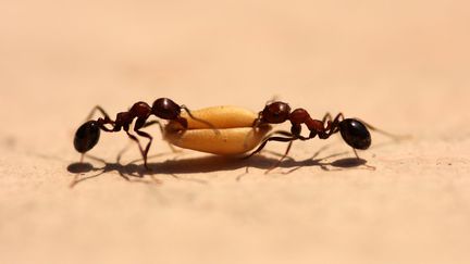 Fourmis au travail (GETTY IMAGES)