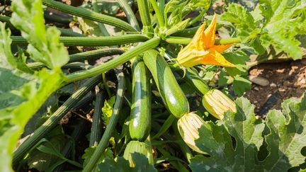 Coronavirus : l’Italie en manque de mains d’œuvre pour les récoltes agricoles