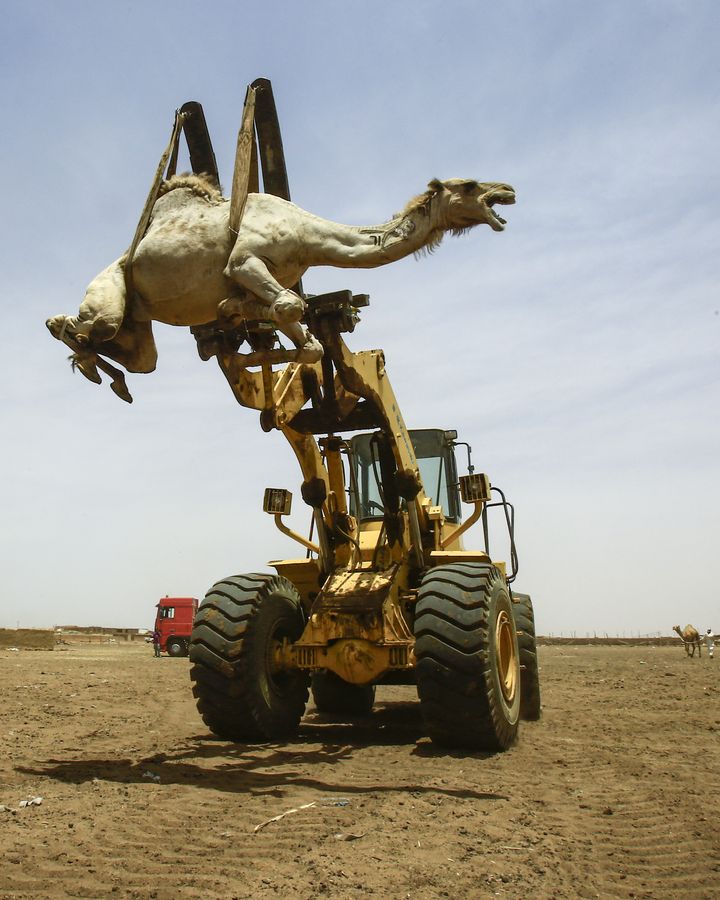 Sur le marché d'el-Molih le 10 juillet 2019, une grue mobile soulève un chameau à charger dans un camion à destination de la frontière égyptienne où l'animal doit être vendu. (ASHRAF SHAZLY / AFP)