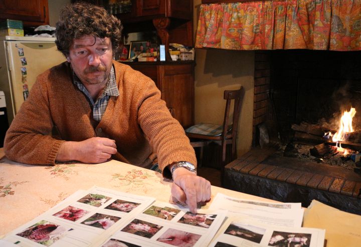 L'&eacute;leveur Jean-Claude Ferr&eacute; montre les photos des dossiers d'expertise de ses brebis attaqu&eacute;es par un ours, le 14 mai 2014 &agrave; Sor (Ari&egrave;ge). (BENOIT ZAGDOUN / FRANCETV INFO)