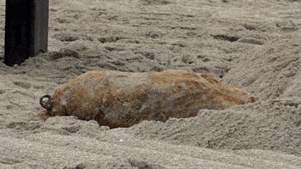 Une bombe de la Seconde Guerre mondiale sur une plage&nbsp;dans les Pyrennées-Orientales, le 8 août 2008. Photo d'illustration. (MAXPPP / L'INDEPENDANT)