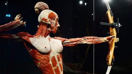 Cadavre de femme plastiné tirant à l'arc au Menschen Museum à Berlin.
 (John MacDougall / AFP)