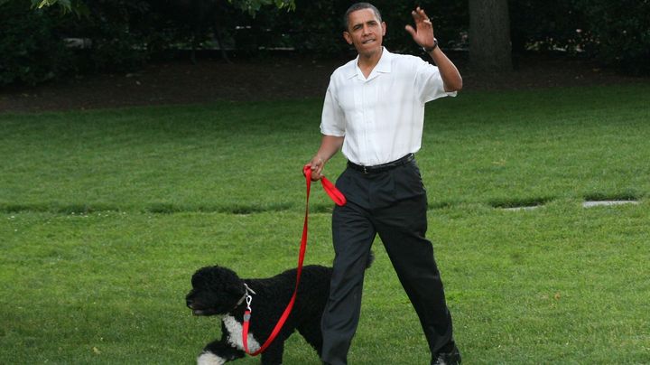 Barack Obama et son chien, Bo, &agrave; la Maison Blanche, le 8 juin 2010. (GARY FABIANO / NEWSCOM / SIPA)