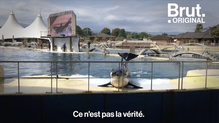 À Antibes, les manifestants se sont mobilisés pour accuser le parc Marineland de maltraitance. Parmi eux, John Hargrove, un ancien soigneur révolté. (BRUT)