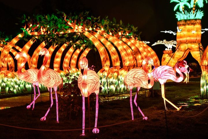 Flamants roses lumineux au Jardin des Plantes (BERTRAND GUAY / AFP)