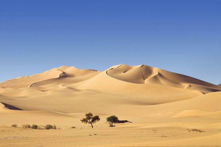 Désert libyen  (Biosphoto / Minden Pictures / Konrad Wothe)