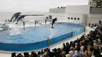 Un spectacle de dauphins à Kobe, au Japon, en mai 2024. (YOSHIKI YAGI / YOMIURI)