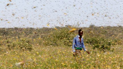 Un homme traverse un essaim de criquets, le 17 janvier 2020 à Samburu (Kenya). (NJERI MWANGI / REUTERS)