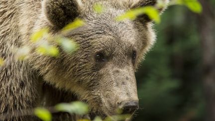 Un ours brun photographié dans les Hautes-Pyrénées, le 29 mai 2016.&nbsp; (YANN GUICHAOUA / ONLY FRANCE / AFP)